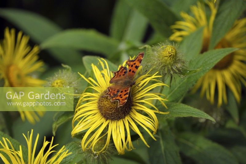 Inula hookeri with Comma butterfly - Polygonia c-album