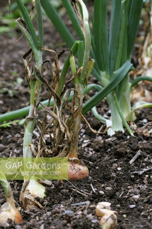 A line of onions - Allium 'Golden Bear' badly affected by downy mildew and the later interplanted Allium 'Santero' which is resistant to downy mildew - Peronospora destructor
