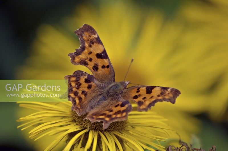 Inula hookeri with Polygonia c-album - Comma butterfly pollinating