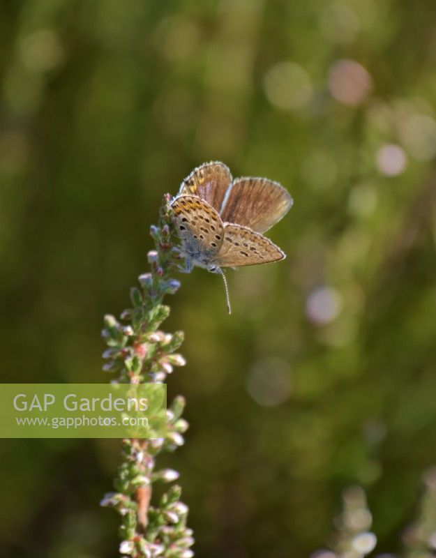 Silver Studded Blue Butterfly - Plebejus argus - Prees Heath, Shropshire, UK at the end of its flight period