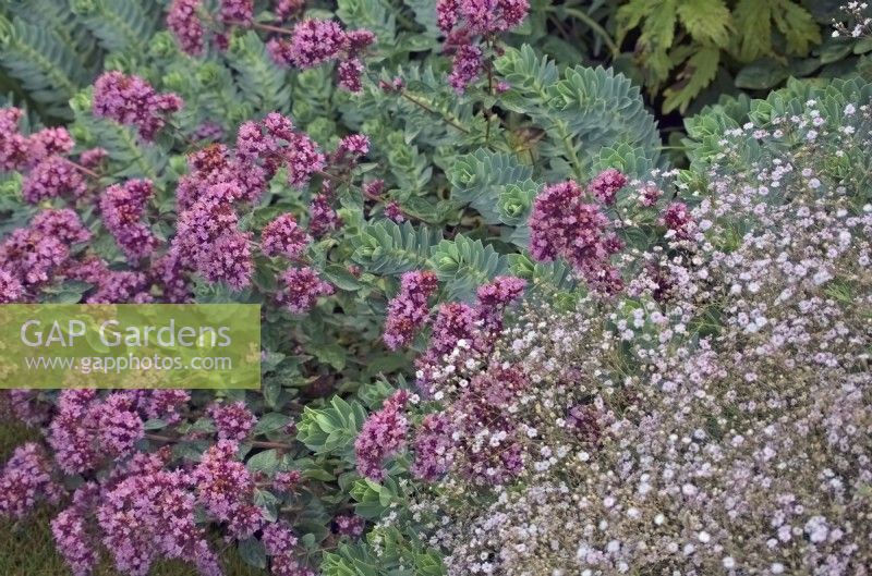 Origanum 'Rosenkuppel' - Oregano with Gypsophila 'Rosenschleier' - Babys Breath and Euphorbia myrsinites - myrtle spurge
