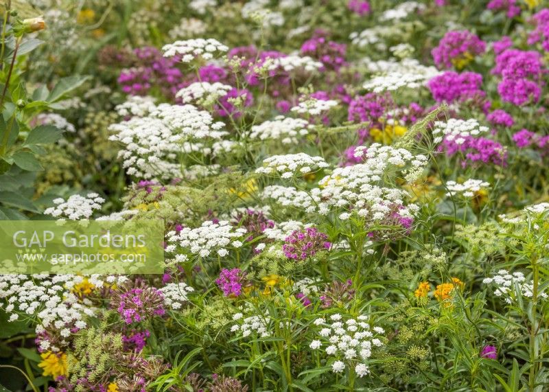 Planting with Ammi and Silene, summer July