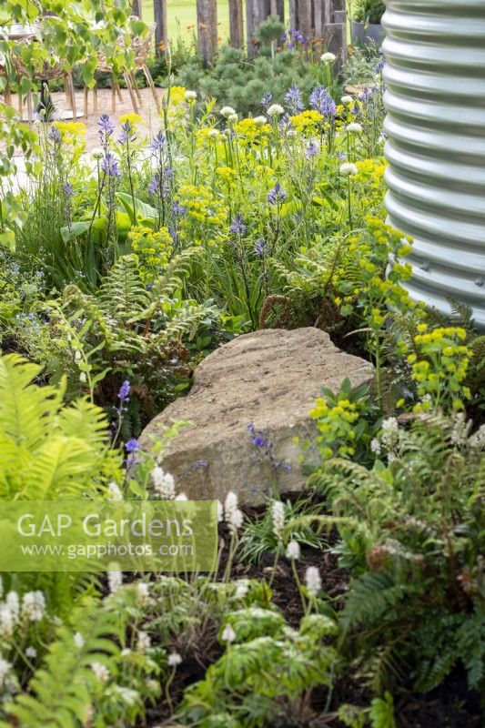 Shade loving plants in a border including Tiarella, ferns, Camassia and Euphorbia - The Vitamin G Garden, RHS Malvern Spring Festival 2022