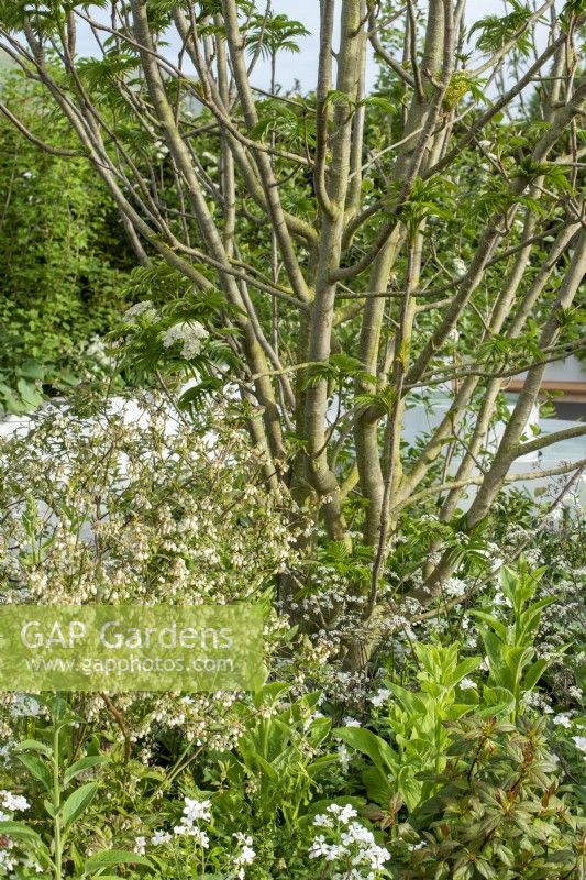 Sorbus commixta 'Dodong' underplanted with white flowering plants including The Cancer Research UK Legacy Garden, RHS Malvern Spring Festival 2022
