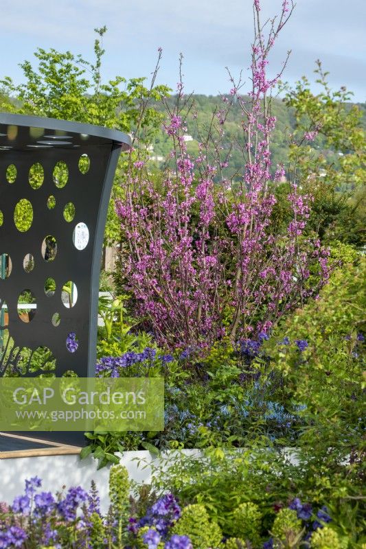 Pink flowering Cercis siliquastrum - The Cancer Research UK Legacy Garden, RHS Malvern Spring Festival 2022