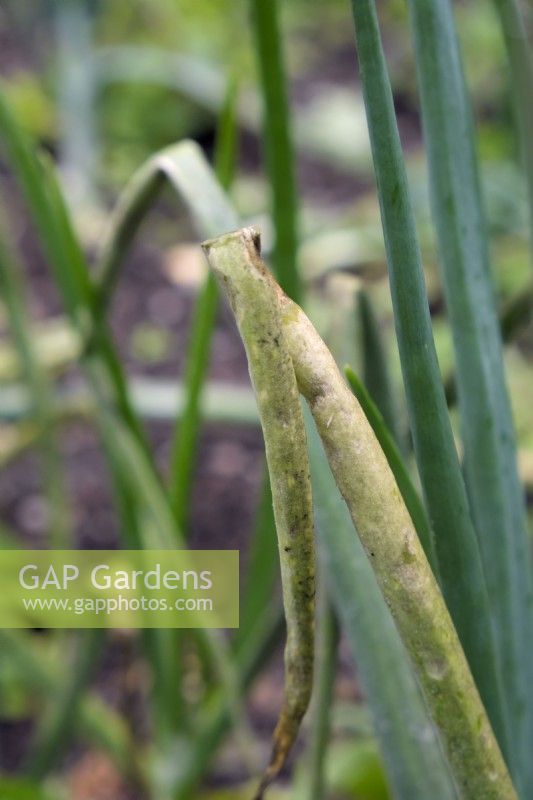 Downy mildew - Peronospora destructor in Onions - Allium cepa