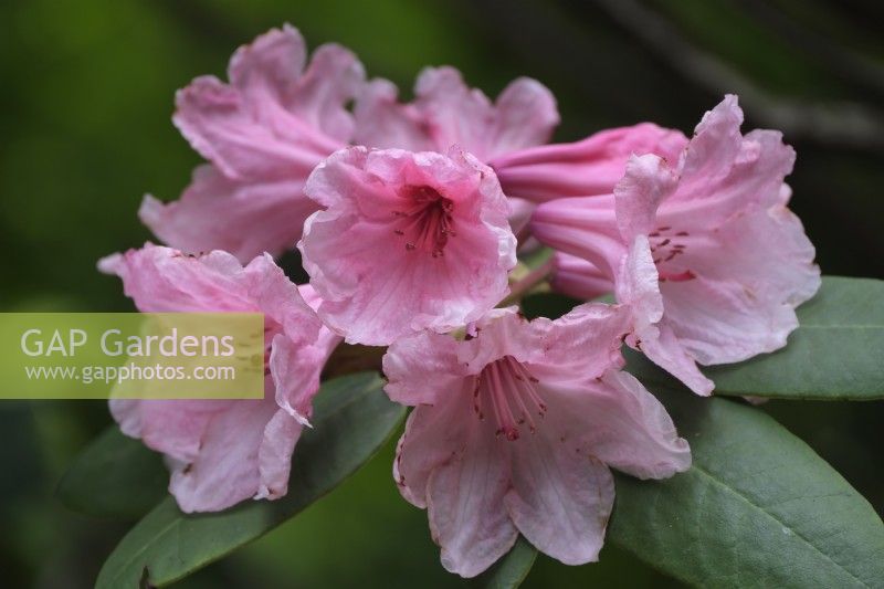 Rhododendron Laudauric x Aladdin