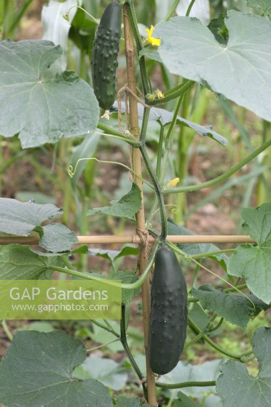 Cucumis sativus 'Spacemaster 80' cucumber supported by bamboo cane framework