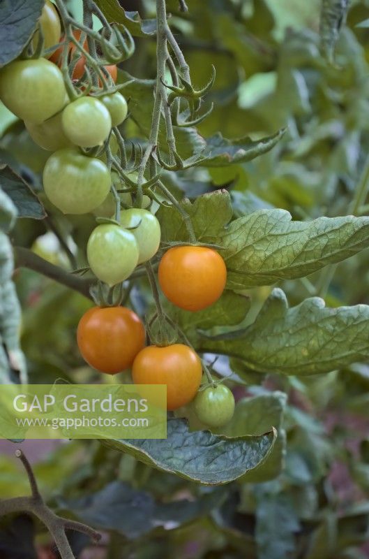 Tomato Solanum lycopersicum 'Merrygold'