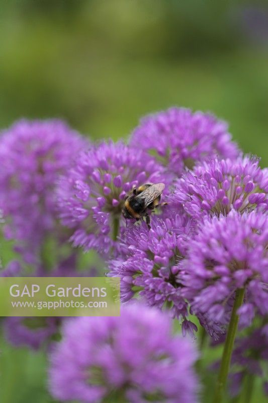 Bumble bee on Allium 'Millenium'