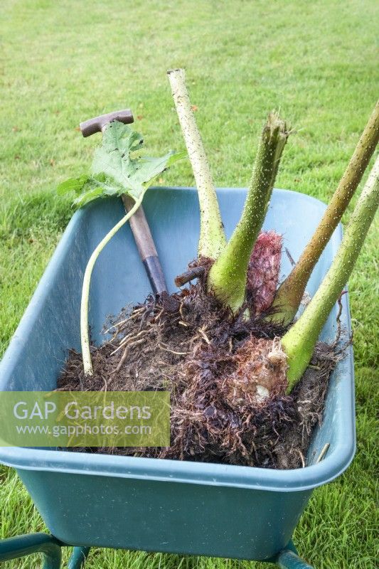 Moving a divided Gunnera manicata by wheelbarrow for replanting