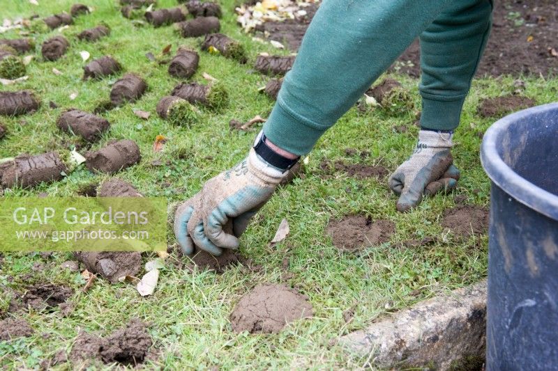 Gardener planting spring bulbs in lawn with turf plugs lying on the grass