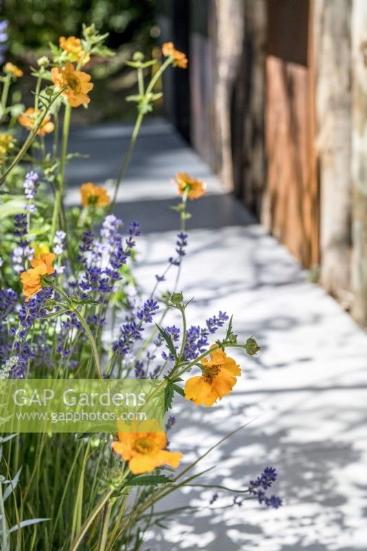 Geum 'Totally Tangerine' with Lavandula angustifolia 'Folgate', lavender 'Folgate'.

The Body Shop Garden 

Designer: Jennifer Hirsch

RHS Chelsea Flower Show 2022 Sanctuary Gardens