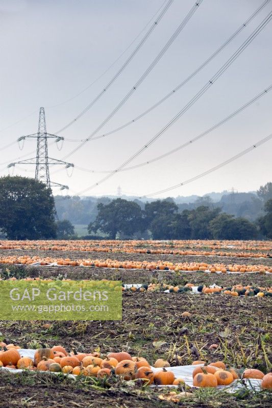 Fields with rows of picked pumpkins