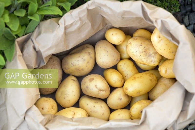 Paper sack full of freshly picked potatoes