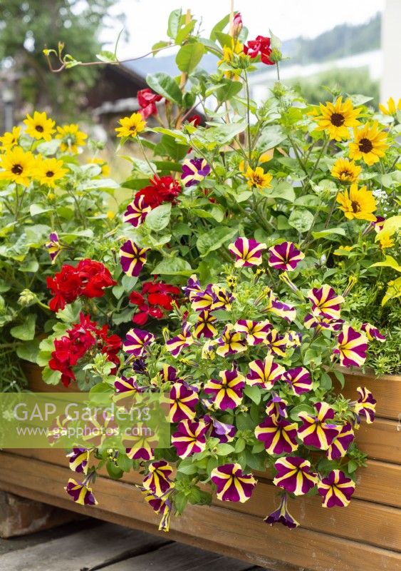 Plant container with annuals, summer July