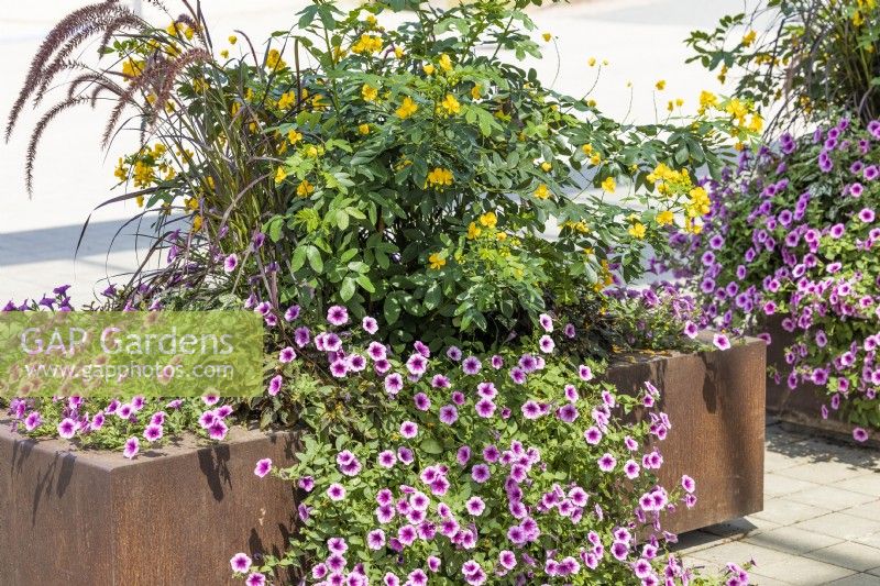 Plant container with annuals and Senna, summer  August