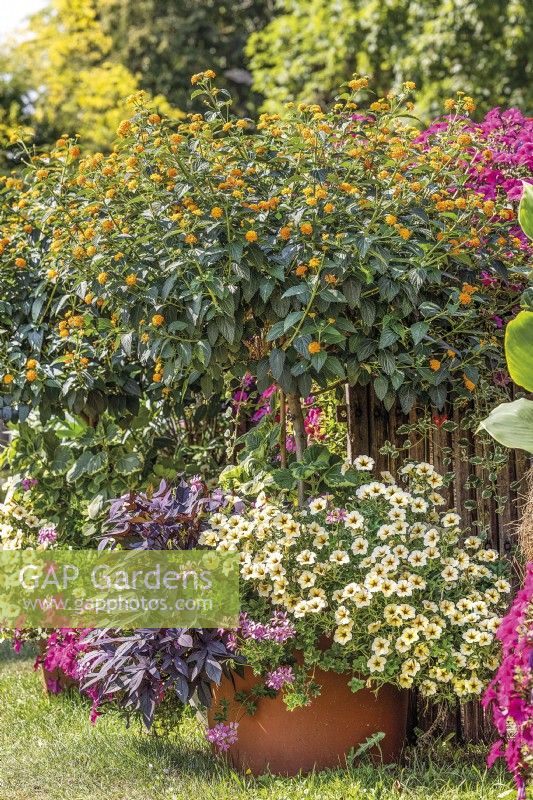 Plant container with Lantana and annuals, autumn September