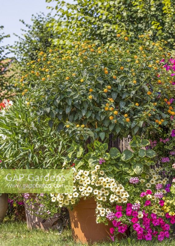 Plant container with Lantana and annuals, autumn September