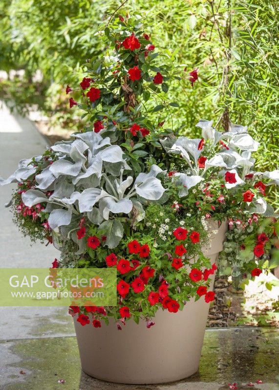 Plant container with annuals, summer August