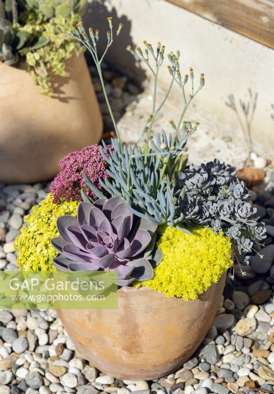 Plant container with succulents, summer August