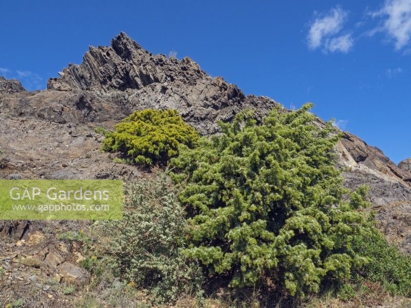 Juniperus oxycedrus - Cade Juniper - growing in rocky habitat Eastern Spain 