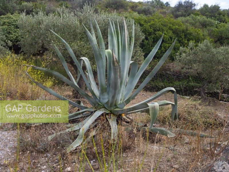 Agave americana   growing wild on the East coast of Spain