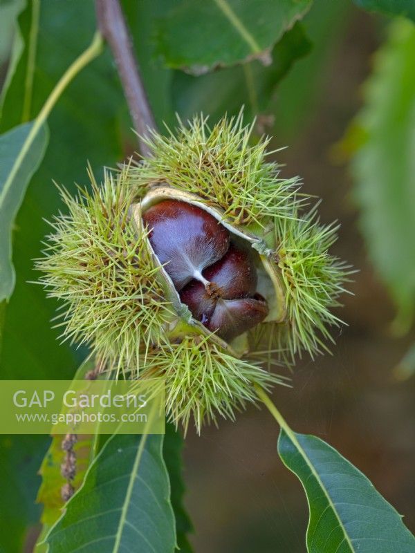 Castanea sativa - Sweet chestnut showing nuts in opening  pod