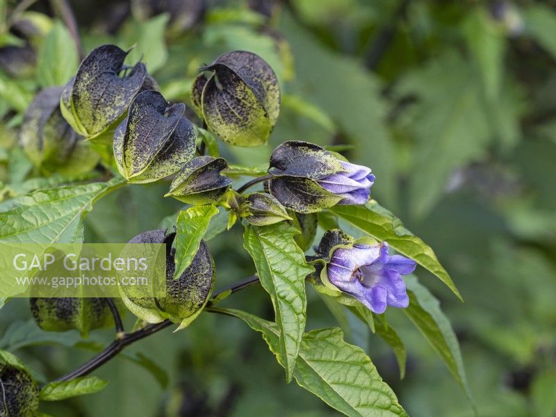 Nicandra physalodes  flower and seedpods  October