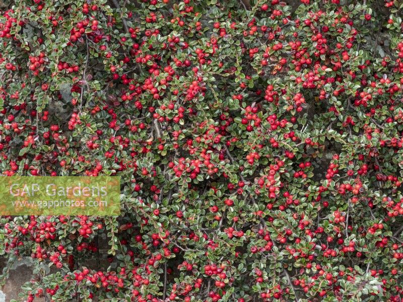  Cotoneaster adpressus var praecox growing up garden wall