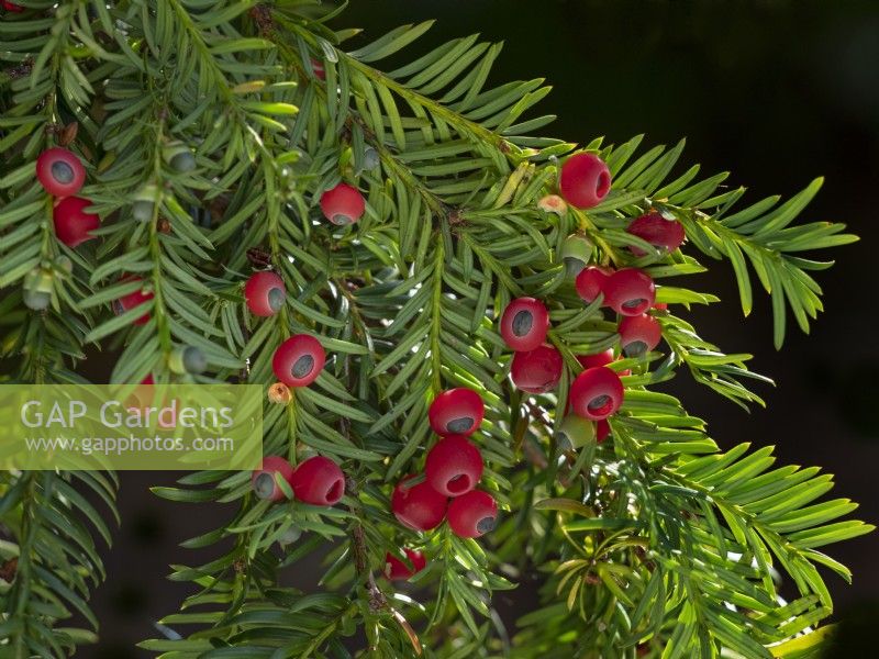 Yew Berries Taxus baccata 