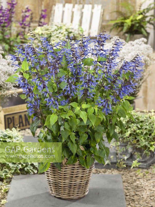 Salvia ROCKIN Â® Sky Blue in pot, autumn September