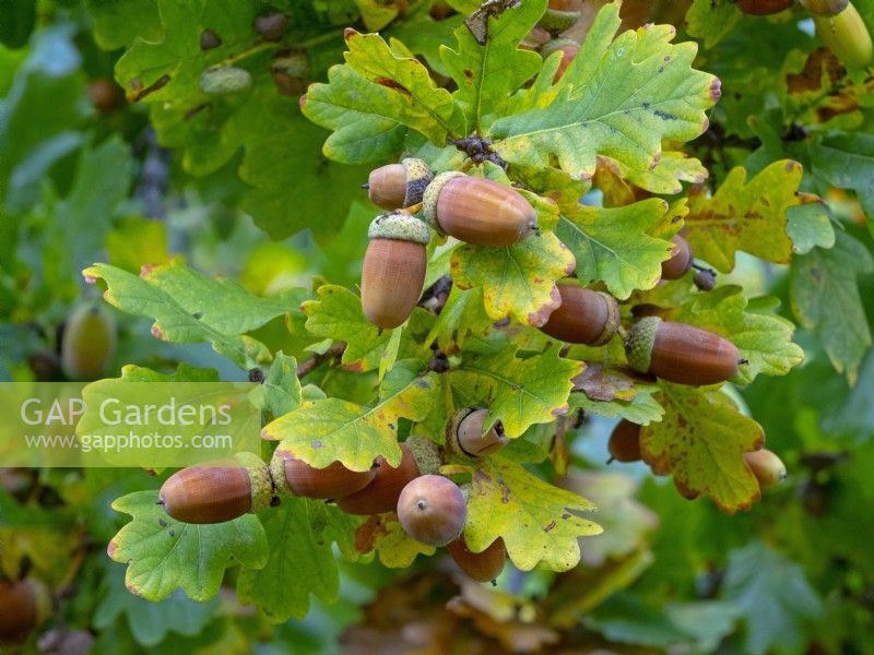 Quercus robur - Acorns October
