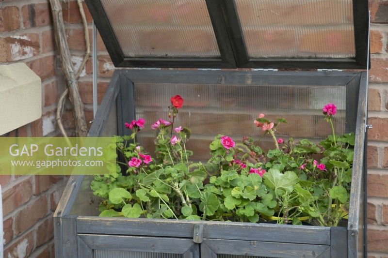 Small greenhouse with geraniums put away for winter