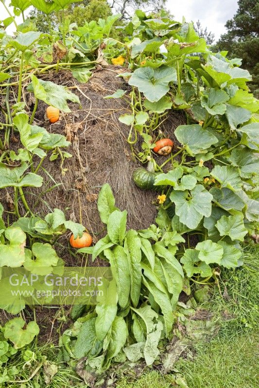 Pumpkins and squash growing in a compost mound at Great Dixter