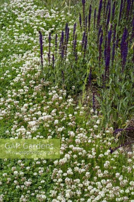 White clover left to grow in a lawn edging a border