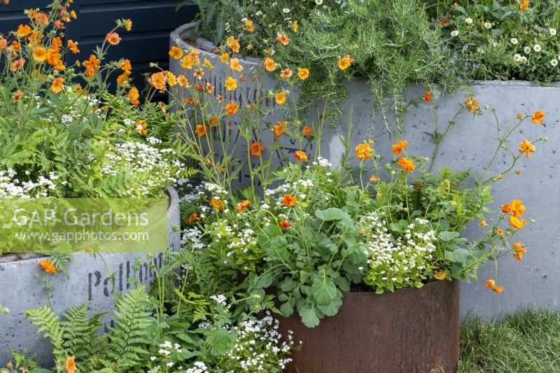 Concrete and rusted metal containers planted with Geum 'Totally Tangerine'The Vitamin G Garden, RHS Malvern Spring Festival 2022