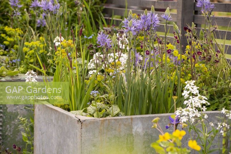 Galvanised water tanks planted with Camassia - Affordable Gardens, Task Garden, RHS Malvern Spring Festival 2022