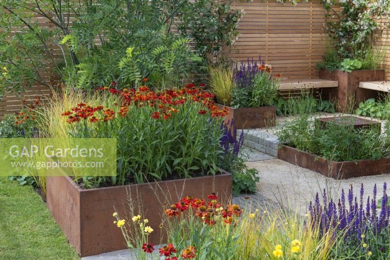 A large rusted steel planter is filled with Helenium 'Moerheim Beauty'. 