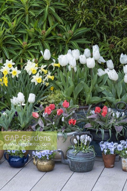Assorted pots and kettles planted with white Tulipa 'Diana', red Greigii tulips, Narcissus 'Smiling Sun, grape hyacinths and Viola 'Sorbet Marina'.