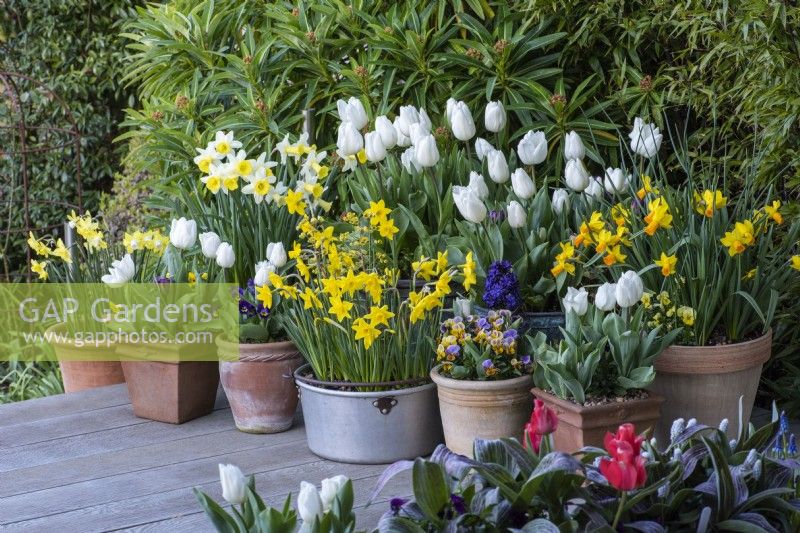 Pots of white Tulipa 'Diana', Narcissus 'Smiling Sun' and 'Jetfire', whilst an aluminium preserving pan is planted with Narcissus 'Sweetness'.