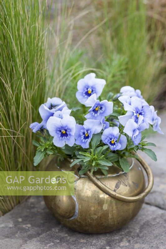 A brass teapot planted with Viola 'Sorbet Marina'.
