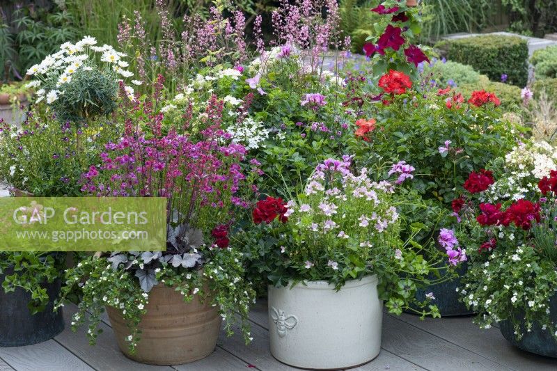 Left: Heuchera 'Silver Gumdrop', coral bells, in terracotta pot with Nemesia 'Framboise' and white bacopa. Right: Nemesia 'Amelie' with  lilac ivy-leaf pelargonium.