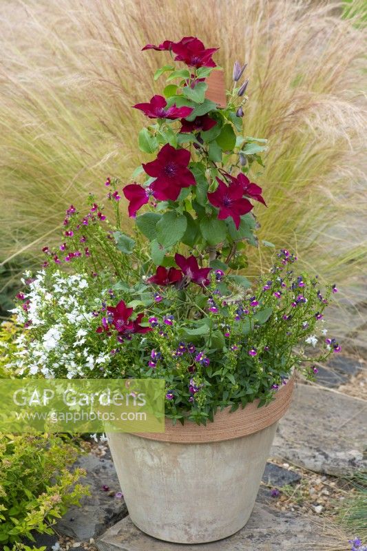 Clematis 'Nubia', a compact clematis that thrives in containers, its roots shaded by nemesias and lobelia.