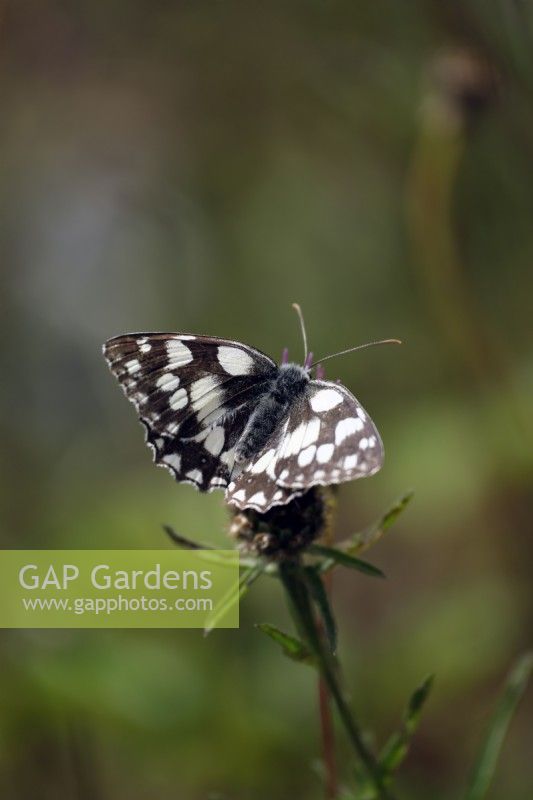 Melanargia galathea -  Marbled White butterfly feeding on Centaurea nigra - Knapweed