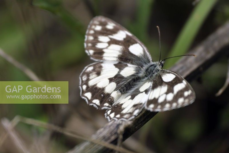 Melanargia galathea -  Marbled White butterfly
