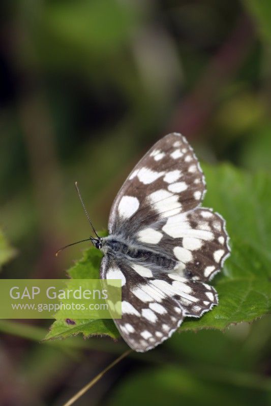 Melanargia galathea -  Marbled White butterfly resting on bramble leaf - Rubus fruiticosus leaf