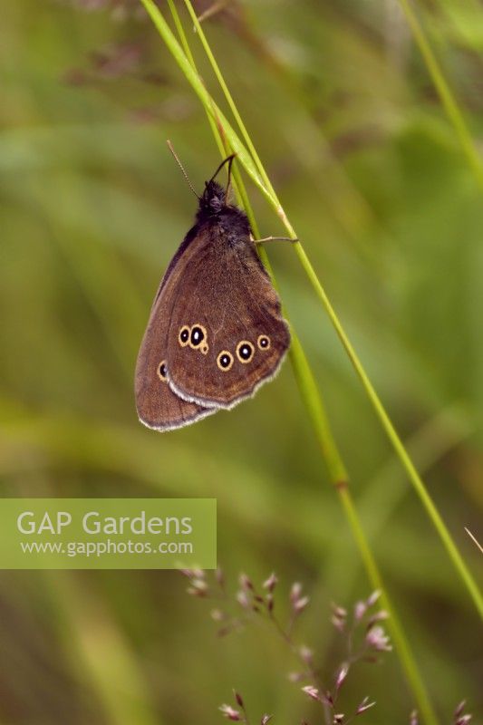Ringlet butterfly - Aphantopus hyperantus