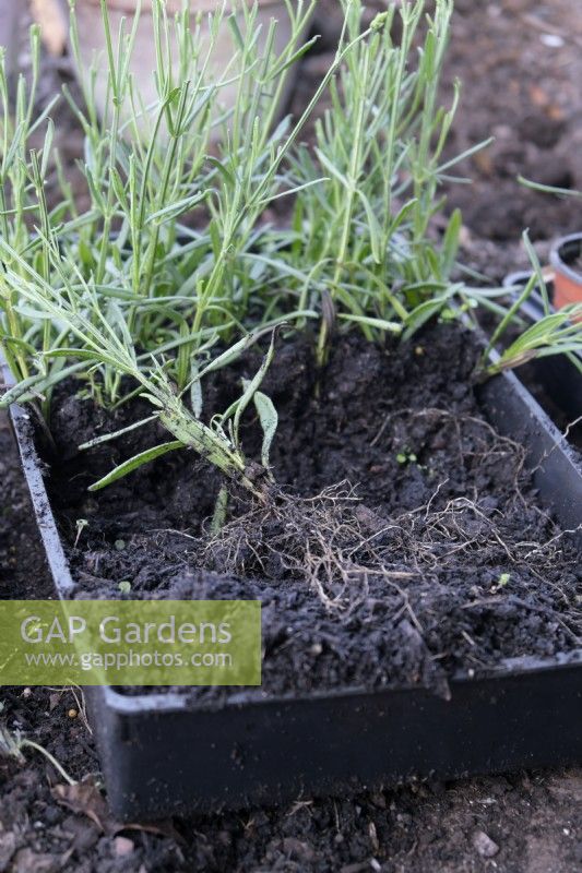 Softwood Lavandula Lavender cuttings taken in mid May well rooted 5 weeks later