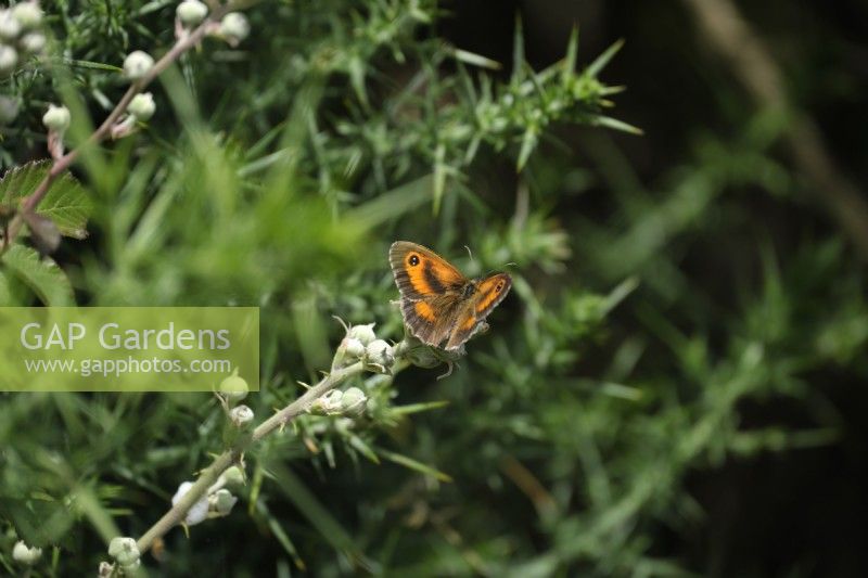 Freshly emerged Gatekeeper butterfly - Pyronia tithonus